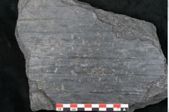 Foto (Detailansicht) von Syringodendron cyclostigma Brongniart (NHMW-GEO-2024-0188-11115)